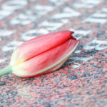 photo of a red tulip on a memorial describing online memorials.