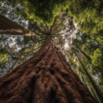 A photo of a forest describing Better Place Forests memorial tree options